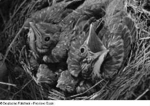 Jungvögel im Nest