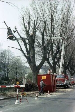 Freiburg i. Br.: Baumfällen in der Oberau