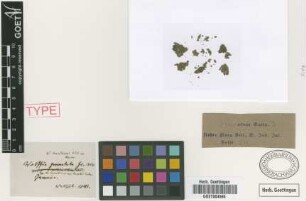 Wolffia punctata Griseb. [type]