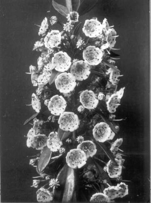 Schmalblättrige Lorbeerrose (Kalmia angustifolia), Blütenstand