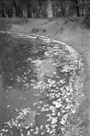 Umweltverschmutzung am Jägerhaussee in Hagsfeld