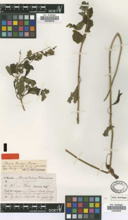 Stevia boliviensis Sch.Bip. [type]