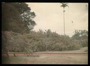 Buitenzorg (Bogor), Java/Indonesien. Botanischer Garten (1817; K. G. K. Reinwardt). Partie mit blühenden Büschen an einem Weg