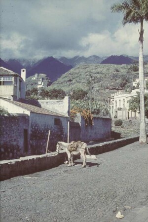 Reisefotos Spanien. Santa Cruz de la Palma. Straßenbild mit angebundenem Esel