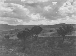 Hügellandschaft : Hügellandschaft in Eritrea. Im Bildvordergrund hochgewachsener Wolfsmilch