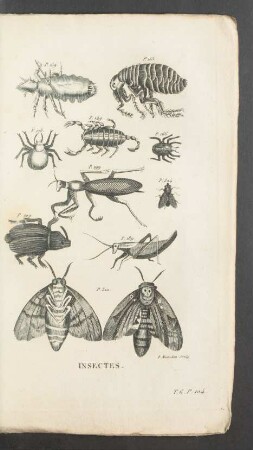 Tafel: Insectes.