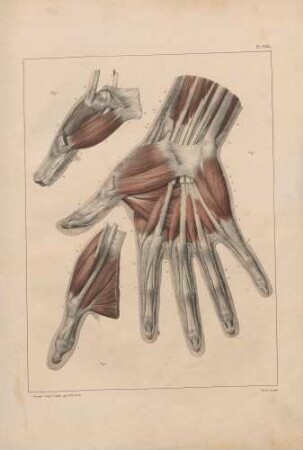 Muskeln der Hand (zweite Schicht der Handfläche)