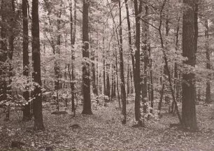 Neschwitz, Mischwald mit natürlichem Lindenunterwuchs