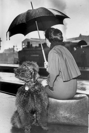 Hex sitzt bei Regenwetter in einem Bahnhof auf ihrem Koffer. Ihr Hund sitzt daneben. "Bei dem Wetter kann man nur südlich reisen"