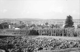 Mittelzell: Gemüsegarten, Vordergrund Kohlfeld von der Höhe
