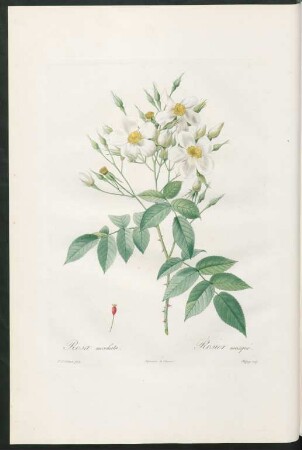 Rosa moschata. Rosier musqué. Chapuy sculp.
