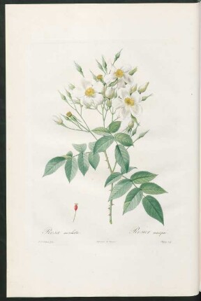 Rosa moschata. Rosier musqué. Chapuy sculp.