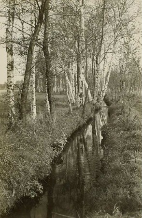 Neudorfer Moor bei Wittichenau. Entwässerungsgraben mit Birkenbestand