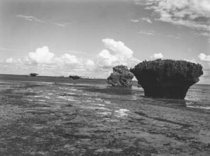 Korallenfelsen : Korallenfelsen während der Ebbe