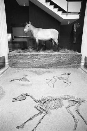 Museum am Friedrichsplatz/Landessammlungen für Naturkunde. Ausstellung "Südbadische Fossilienfunde"