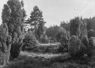 Lüneburger Heide : Lüneburger Heide. Landschaft mit Wacholder