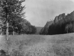 Wiese : Blick über eine Wiese auf den Thüringer Wald.