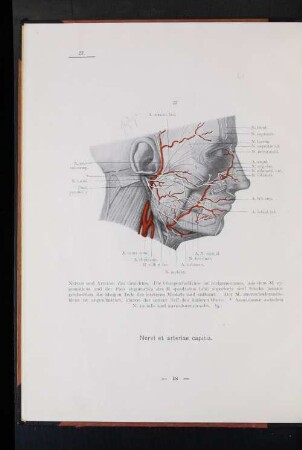 Nervi et arteriae capitis.