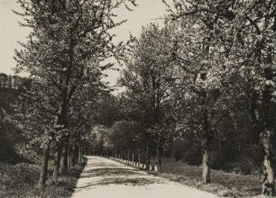 Deutschland. Frühjahr. Blühende Alleebäume im Taunus
