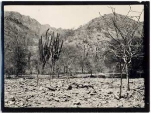 Vegetation bei Caraparí