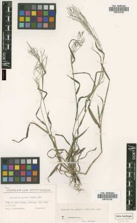 Leptochloa panicea (Retz.) Ohwi