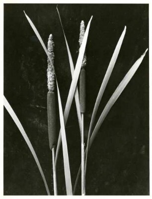 Schmalblättriger Rohrkolben (Typha angustifolia), blühend