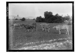 Rinder : Thailand. Eine Rinderherde, 1908/1913
