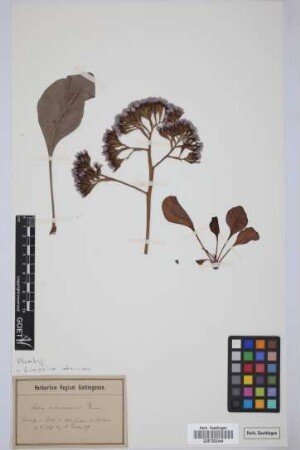 Statice arborescens Brouss.