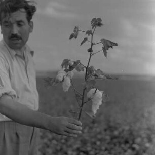 Baumwollernte auf den Feldern der Landwirtschaftlichen Produktionsgenossenschaft in Usundshowo. Erntehelfer