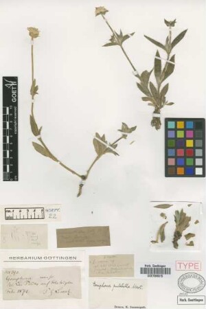 Gomphrena rosea Griseb. [holotype]