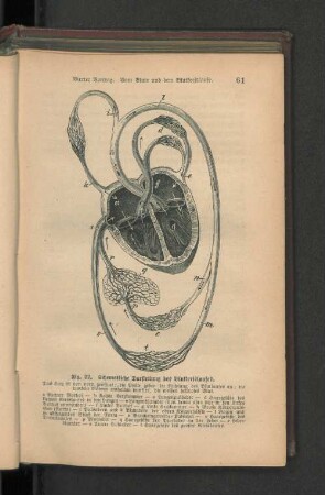 Fig. 22. Schematische Darstellung des Blutkreislaufes.