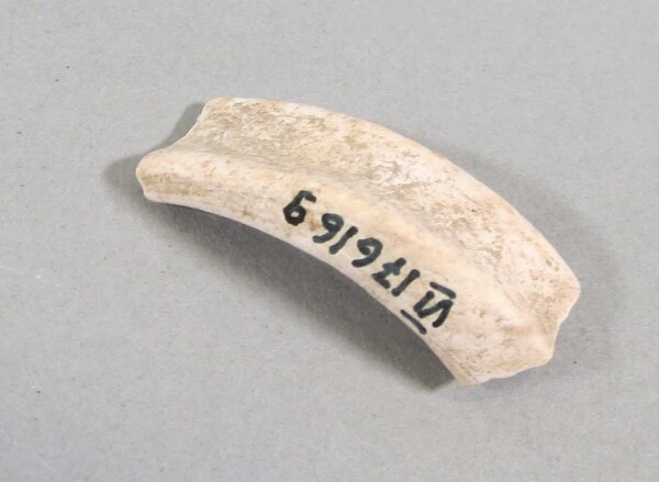 Fragment of a shell arm ring