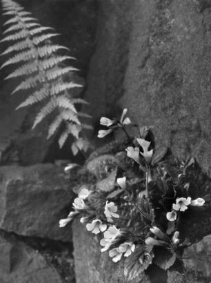 Blume in einem Felsspalt