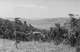 Kaffeepflanzung (Äthiopienreise 1937/1938 - 3. Fahrt: von Addis Abeba nach Mogadischu und zurück)