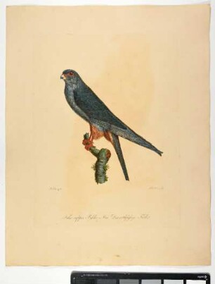 Falco rufipes. Beske. Mas. Der rothfüßige Falke. - Rotfußfalke. Falco vespertinus. Männchen. - Zeichner: Tischbein; Stecher: Johann Carl Bock