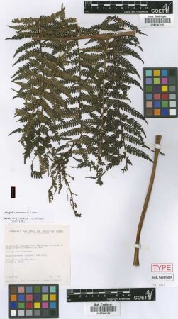Alsophila minervae Lehnert [paratype]