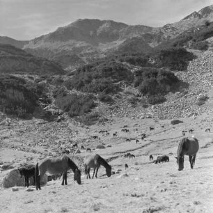 Landschaftsbild vom Pirin-Gebirge. Weidende Pferde im Tal des Pirin-Gebirges