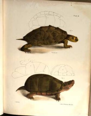 Zoology of New-York, or the New-York Fauna : comprising detailed description of all the animals hitherto observed within the state of New-York, with brief notices of those occasionally found near its borders and accompanied by approbiate illustrations. [3/4a], Plates