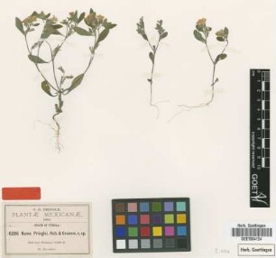 Nama pringlei B.L.Rob. & Greenm. [type]