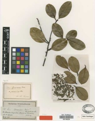 Ilex spruceana Reissek [isotype]
