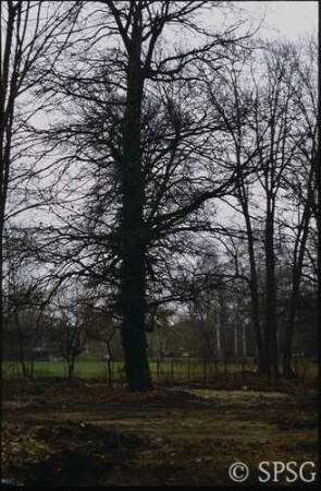 Königs Wusterhausen, Dokumentation zur Wiederherstellung, Blick in den Park mit alter Eiche.