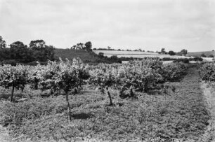 Orangenplantage : Blick über eine Orangenplantage, dahinter Weinhänge