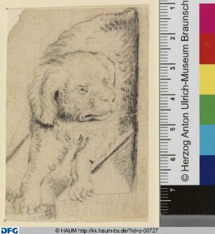 Hund von vorn, den Kopf nach rechts gewendet