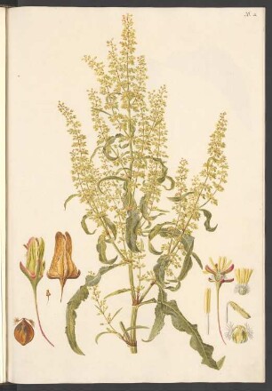 Rumex britannica, Blatt 26a