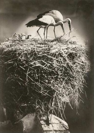 Bad Buchau. Weißstorch (Ciconia ciconia), Männchen und Weibchen beim Ausbessern des Nestes