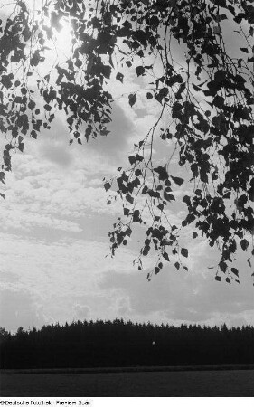 Landschaft