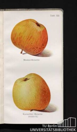 Tafel XII. Muskat-Reinette und Karmeliter Reinette (Schäfer-R.)