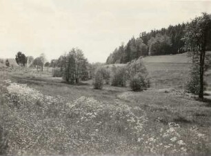 Blumenwiese am Mühlenteich bei Plauen-Unterlosa. Blick in südwestliche Richtung an der Straße Oberlosa-Untermarxgrün zu Oberen und Niederen Mühlteich