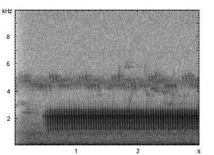 Ziegenmelker | Caprimulgus europaeus - Gesang