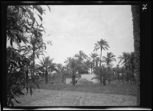 Tripolis (Libyen): Acker und Gras neben einem Palmenhain ("Oase")